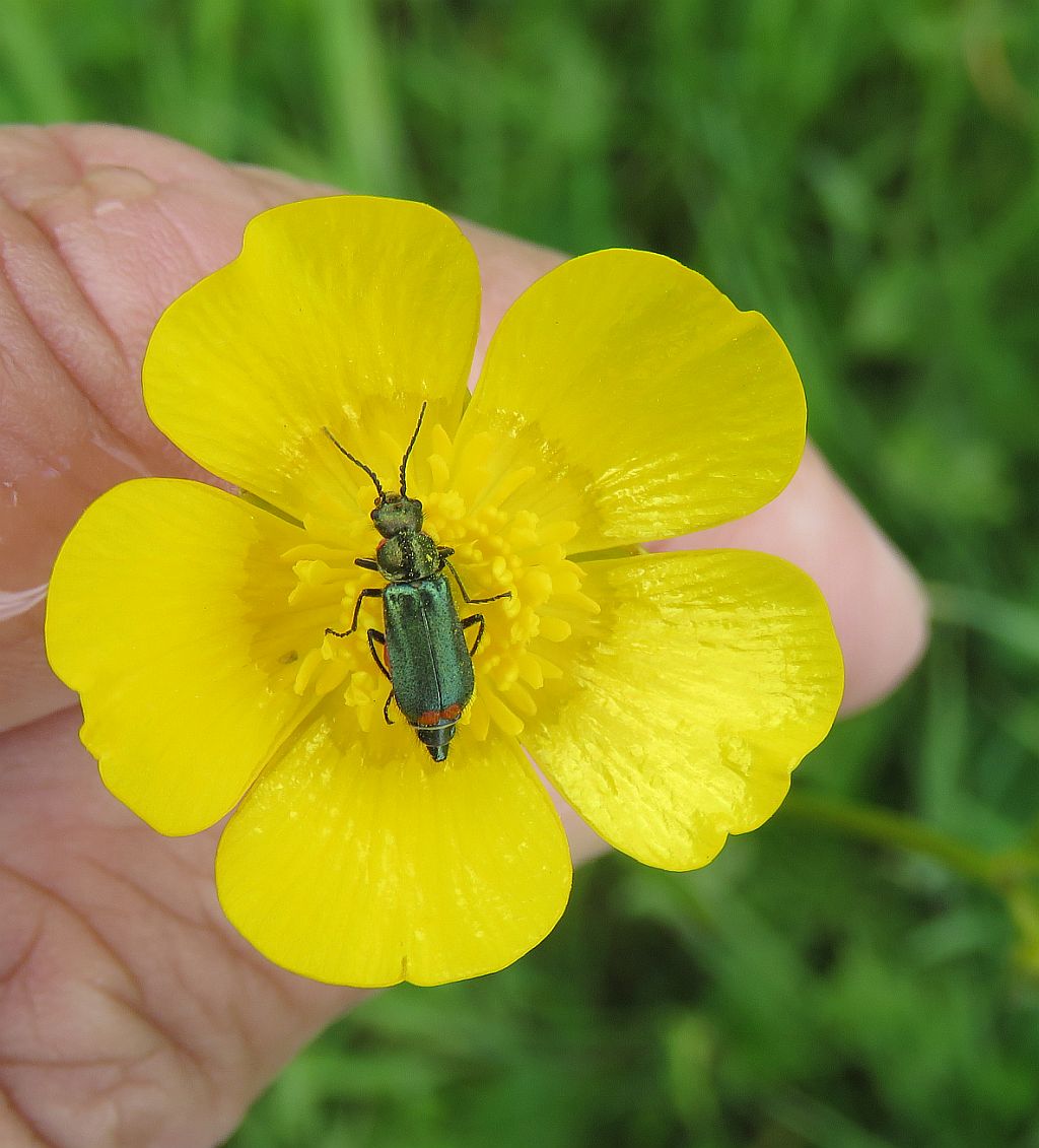  Common Malachite Beetle  